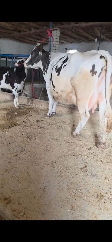 kənd təsərrüfatı heyvanları: Inek südlük sakit inekdi heyvanda heç bir prablemi yoxdu balası 2 — 8