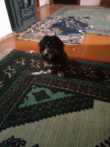 cins inəklərin satışı: Pekines, 2 ay — 2