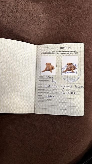 saf qan haski: Pitbul, 6 ay, Erkek, Sənədli — 7
