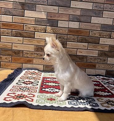 kreditle it satisi: Çixuahua, 5 ay, Erkek, Peyvəndli, Ödənişli çatdırılma — 3