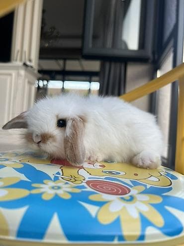 canaqlı heyvanlar: 🐰 1 aylıq Safqan Holland Lop balası satılır ✅ 1 aylıqdır ✅ Safqan — 2