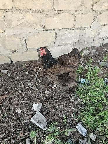 Yumurtayan toyuqlar 2 ədəd brahma 5 ədəd red islan toyuqların — 2