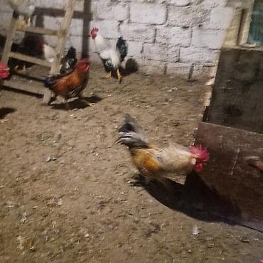 feniks xoruzu: Məhsul: xoruz(bir neçə baş) Təsvir: - Şəkillərdə göstərilən kənd — 4