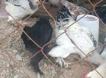 Asia: Курица, Brama, Для разведения — 4