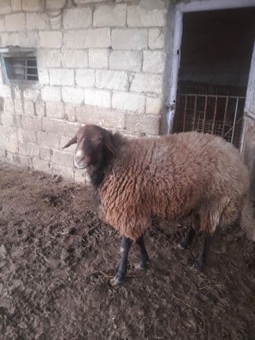 ari ramkasi satisi: Qoyun – yerli ətlik/yunlu cins - Rəng: qəhvəyi yun, qara baş və qara — 3