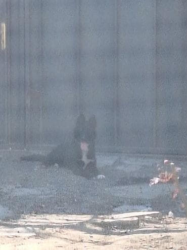 itlerin sekilleri: 2 il, Dişi — 4