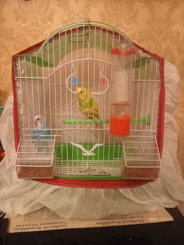 ördək balası satışı: PAPUQAY 2 EDED ERKEK DISI her ikisi saqlamdir kocuruk satilir 45 m — 2