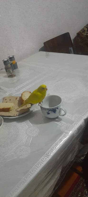 ən ucuz itlər: 1 aylıg qırmızı göz ələ öyrəşmiş quşdu — 5