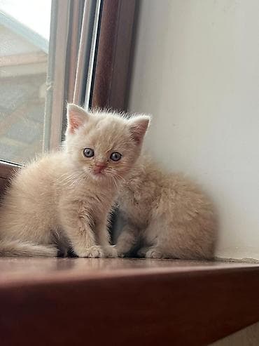 mingəcevir pişik: Şotland — 4