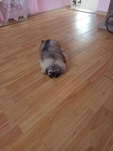 simental inekler azerbaycanda: Pekines, 3 ay, Erkek, Peyvəndli — 3