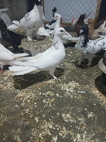 babil quşu: Biri enli quyuruqdu qiymət ikisinə aidir — 2