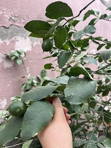 apelsin agaci: Limon ağacı – iri dibçəkdə - Növ: sitrus, limon - Dibçək: böyük — 3