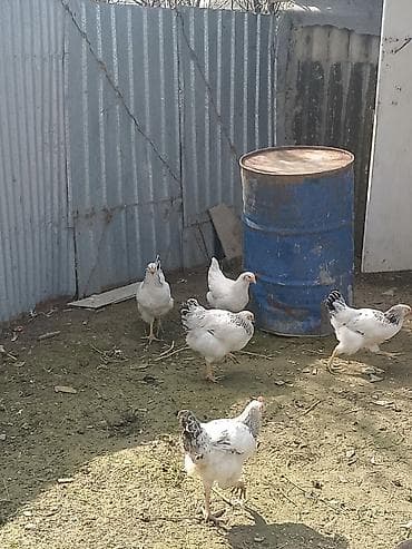 Heyvanlar: Toyuq, Damazlıq — 2