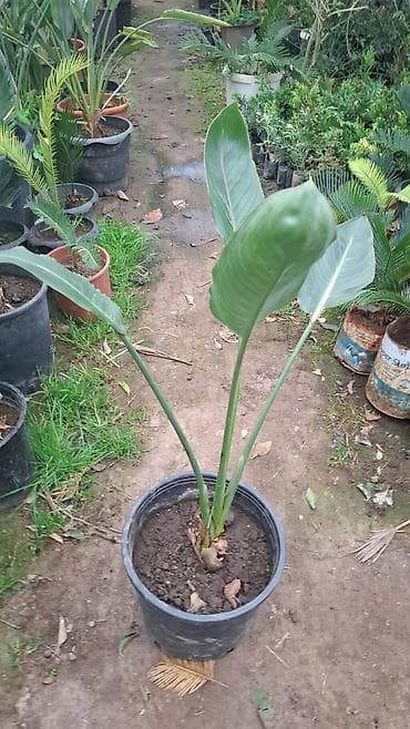 pilasdik qaplar: 25 35 40 Bitki: Strelitzia nicolai (Ağ qu quşu/White Bird of Paradise) — 3