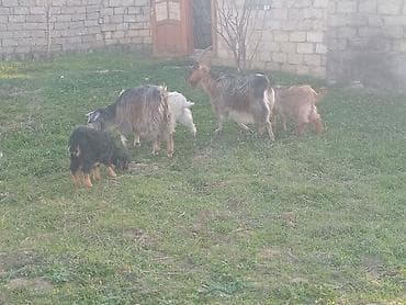 i̇t satisi: Salam.bayraminiz mubarek.Allah hamiya bereket versun demeli 2 dene — 7