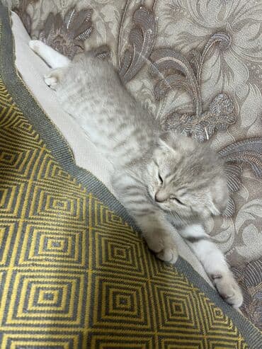 şotland pişik: Шотландская — 1