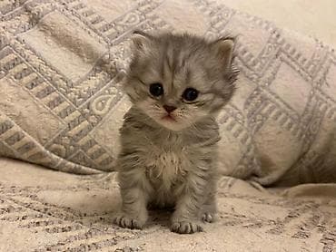 pişik tasma: Şotland — 7