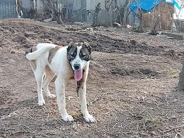 Alabay, 10 ay, Dişi