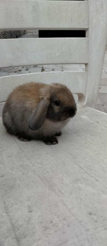 tovuz quwu: Mini lop (aşağıqulaqlı) dekorativ dovşan balaları - Cins: Mini Lop — 1