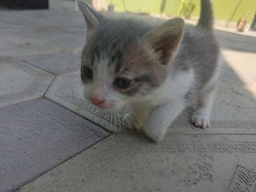 pişik siam: Yaxşı əllərə — 4