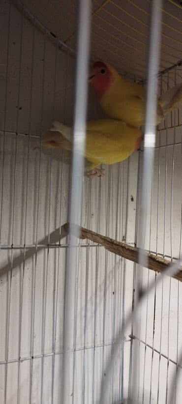 кольчатый попугай цена: Sevda tutuquşları cütü (Lovebird).Ünvan Razin.Qəfəssiz — 5