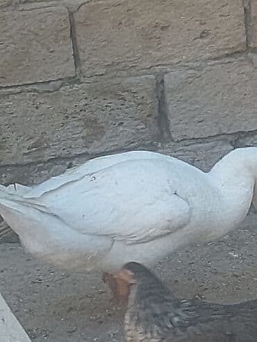 хаски цена в баку: Курица, Для мяса, Самовывоз — 17