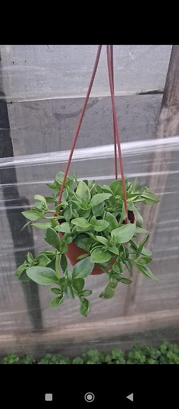 qazan desderi: Asma saksıda “Buzgülü” (Delosperma/Trailing Ice Plant) – — 10