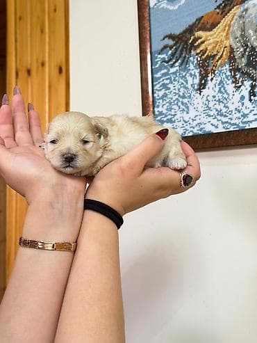 poodle satışı: Pudel, Peyvəndli — 1