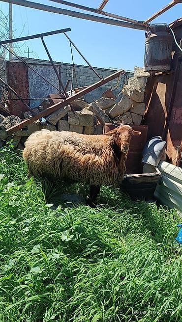 almaz qoyun: Qoyun – yerli cins, iri gövdəli - Qəhvəyi başlı, qalın və uzun yunlu — 3