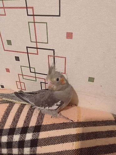 bulbul qusu: Məhsul: Korella papuqay balaları (2 ədəd) Təsvir: - Növ: Korella — 3