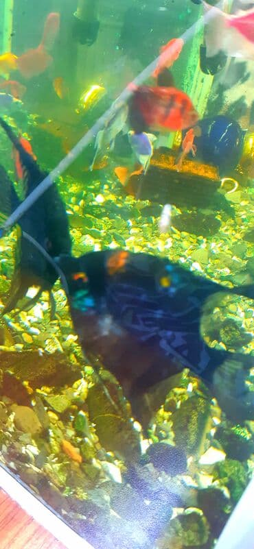 ucuz akvarium baliqlari: Dördbucaq akvarium, Balıqlarla birlikdə, 100 l — 7