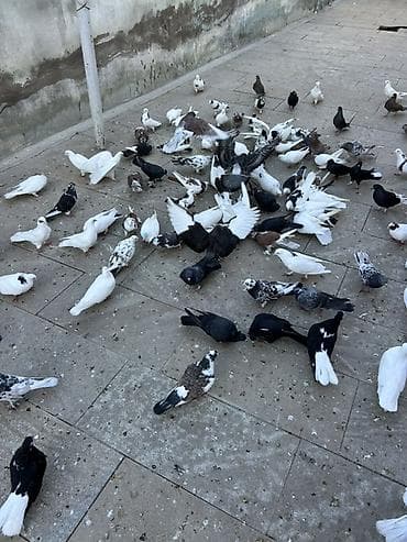 lal ördək balası satılır: Coxsu satilir qiymet 5-20 manat Xirdalandadi 0518471797 KOM SATILMIR — 2