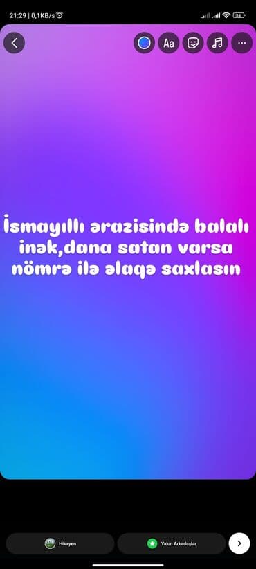 Dişi, Simental, Holsteyn, il: 3, Südlük, Damazlıq lalafo.az -da Dişi, Simental, Holsteyn, il: 3, Südlük, Damazlıq