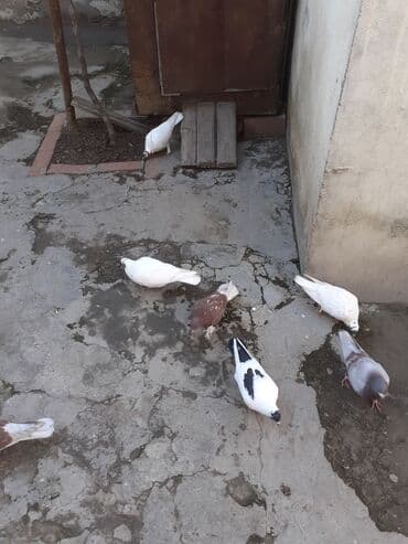 Qusdar bileceridedir biri 2 azn 8 denedir icinde coxu cutdu tam saglam