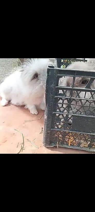 yeher satisi: Dekorativ Lionhead bala dovsanlar Ve Qulaqi sallag dovsanda satilir — 3