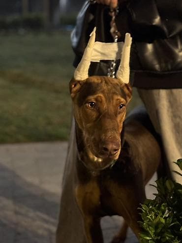 xaski itləri: Doberman, 5 ay, Erkek, Peyvəndli — 2