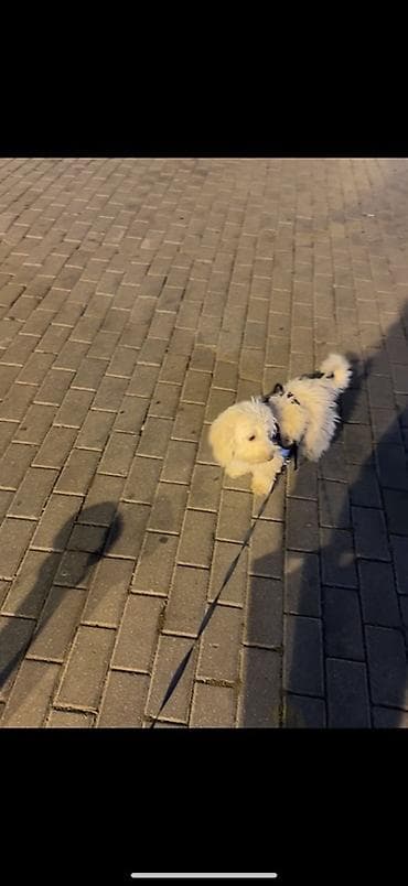 rottweiler satisi: Pudel, Erkek — 5