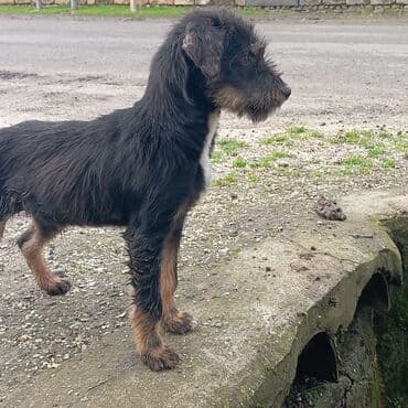 xasqi itler: Peyvəndli — 1