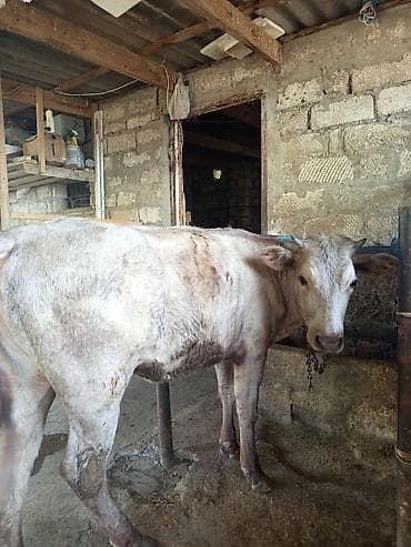 ucuz danalar: 3 baş dişi duyə satılır ünvan Zığ kəndi real alıcıya endirim olacaq — 3