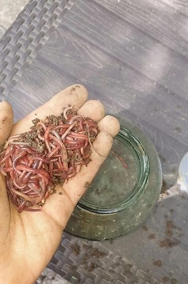 ipək qurdu: Balıq ovu üçün torpaq metrolara çatdırılma 2azn soxulcanı,qurdu — 2