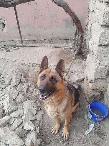 pishik evi: Alman çoban iti, 3 il, Dişi, Ünvandan götürmə — 2