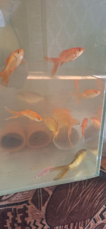 Gəmiricilər: Dördbucaq akvarium, Balıqlarla birlikdə, 64 l, Ünvandan götürmə — 3