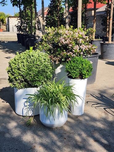 dibcek gulleri qiymeti: Bitgi və dibçəklər — 2