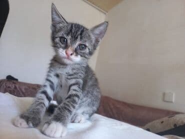 bala pişik adları: Tabbi, Yaxşı əllərə — 2