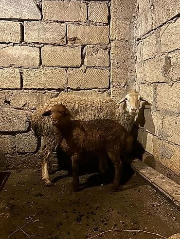 Ana Bala qoyun satılır cavan qoyundu 4 cü balası sağlam heyvandı