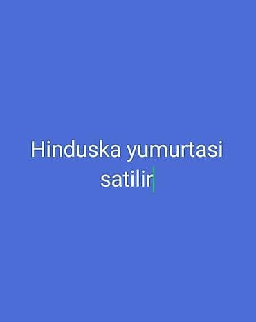 Hinduşka yumurtası satılır. - Təzə yerli təsərrüfatdan, iri ölçülü
