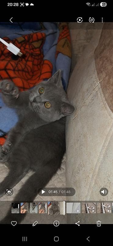 pisiylər: Yaxşı əllərə — 2