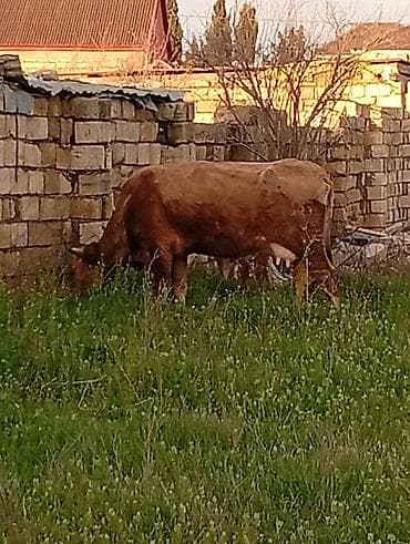 alabay dişi: Salam aleykum qirmizi martin 16 si ci balaya suni mayalanma olunub — 2