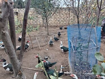 Boşqablar: Lal őrdəklər satlır analar 11 ədəddir 20 xoruzlar 11 ədəddir 25 — 1