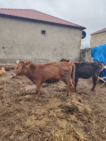 xaski itleri qiymeti: Super saglam damazlig danalar — 4